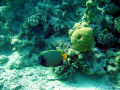  Big Angelfish  